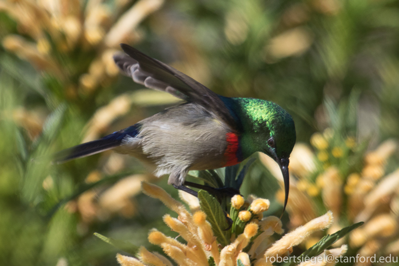 sunbird